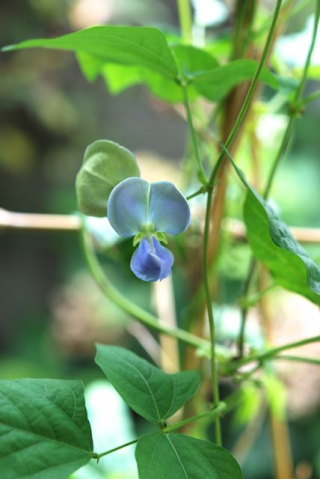 四角豆の花-2