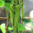 四角豆-2