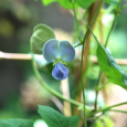 四角豆の花-2