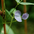 四角豆の花