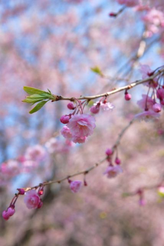 2017年の桜