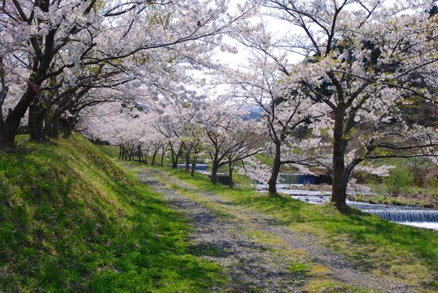 2017年の桜-4