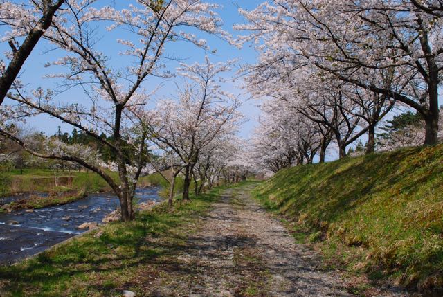 2017年の桜-5