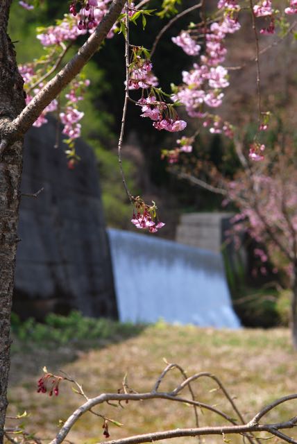 2017年の桜-6