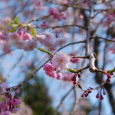 2017年の桜-2