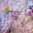 2017年の桜