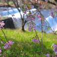 2017年の桜-3