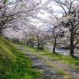 2017年の桜-4