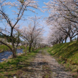 2017年の桜-5