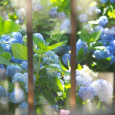 紫陽花の庭 - 1