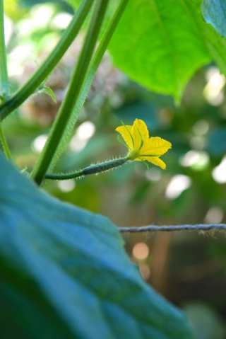 キュウリの花