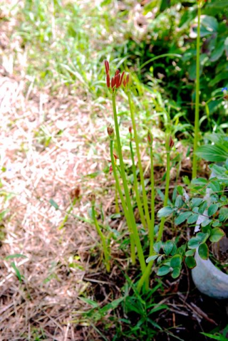 曼珠沙華