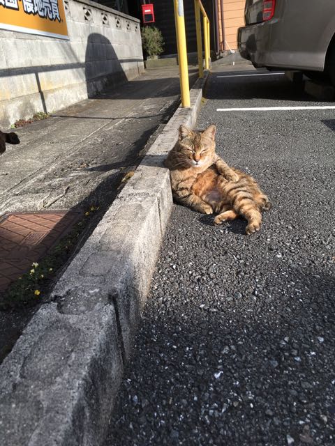 駐車場の猫