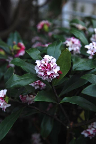 銀葉の舟 植物図鑑