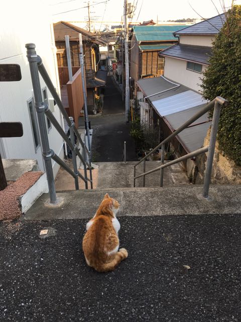 ねこ、夕暮れの町を見下ろす