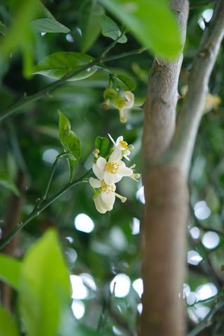 獅子柚子の花？