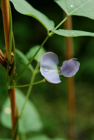 四角豆の花