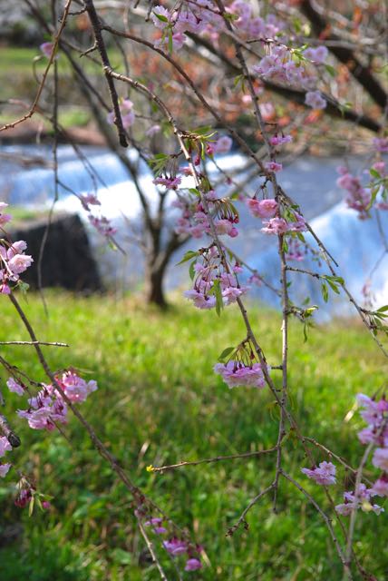 2017年の桜-3