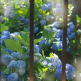 紫陽花の庭 - 2