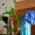 紫陽花2020 (1)