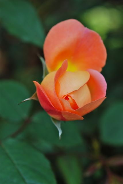 Rose&Herb Garden03