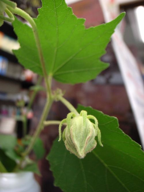 酔芙蓉４