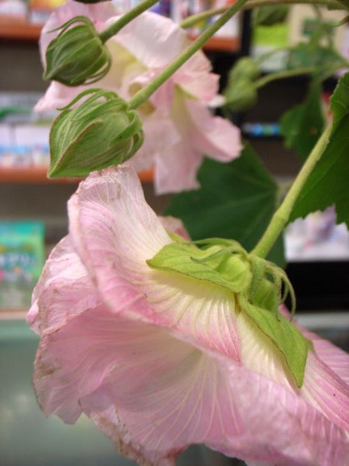 酔芙蓉９