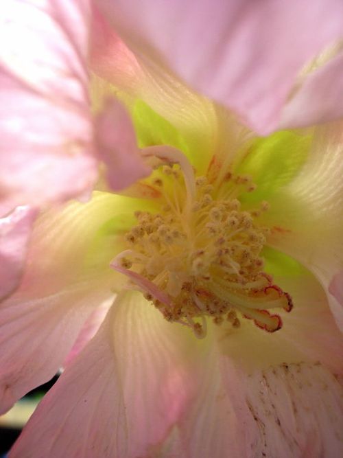 酔芙蓉２