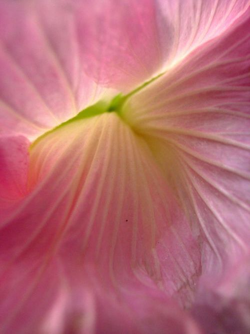 酔芙蓉５