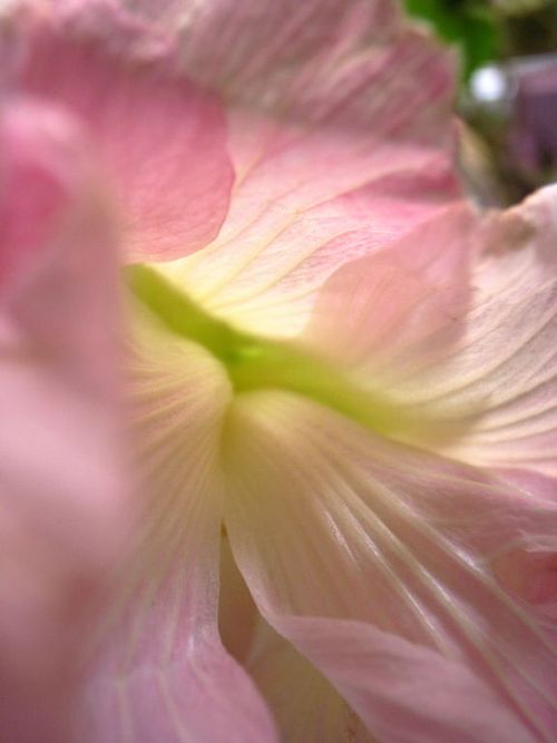 酔芙蓉８