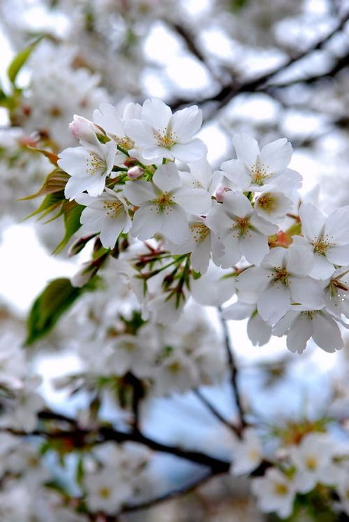 09桜２