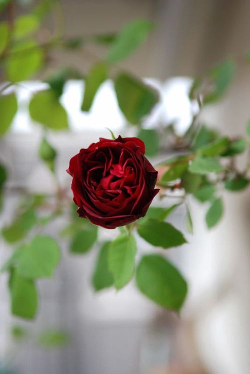一番花