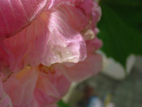 酔芙蓉７
