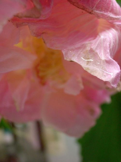 酔芙蓉６