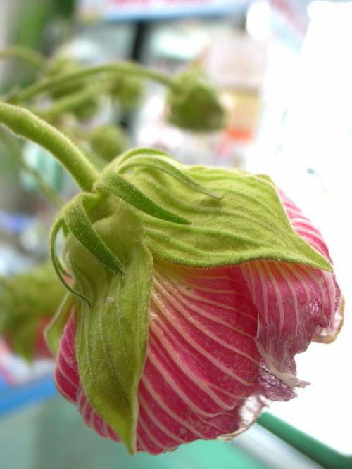 酔芙蓉１０