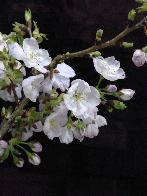 徳島の桜　１