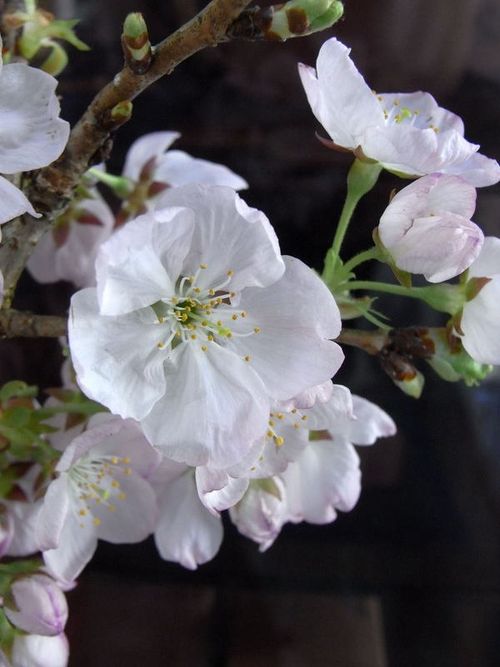 徳島の桜　２