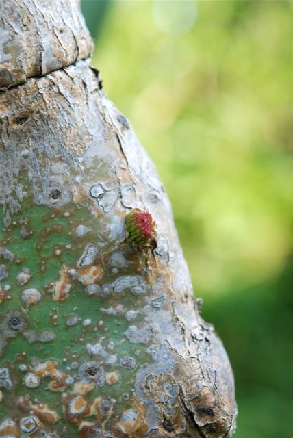 ウチワサボテンの新芽-3
