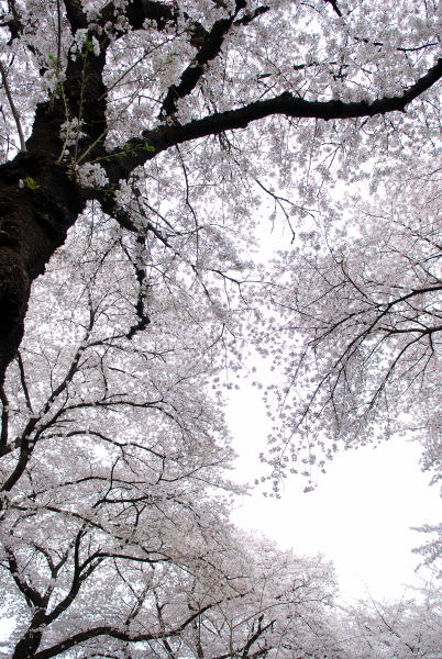 桜2011 (8)