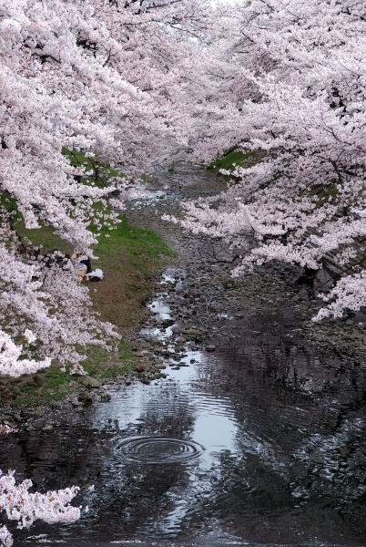 桜2011