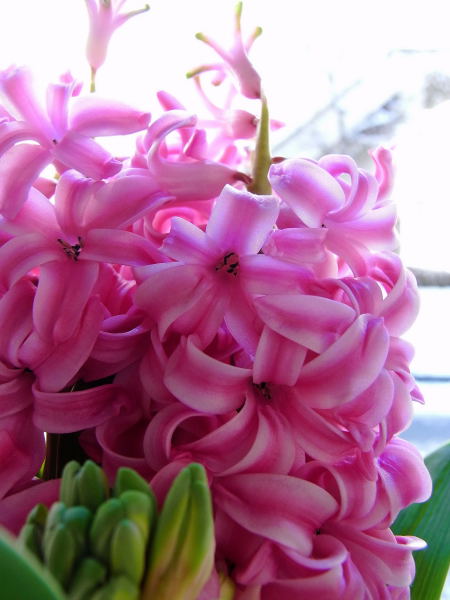 Hyacinth (2)