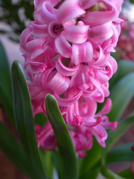 Hyacinth (3)