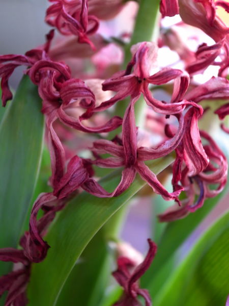 Hyacinth (4)