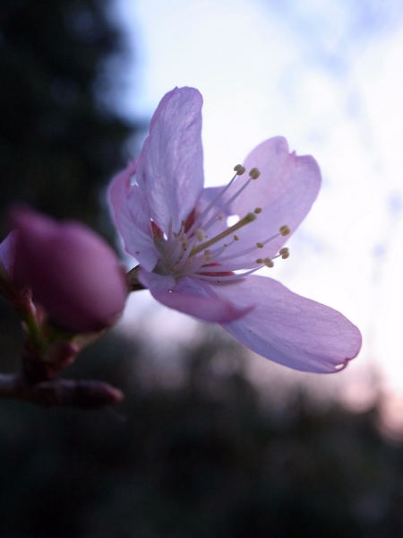 桜2010⑧
