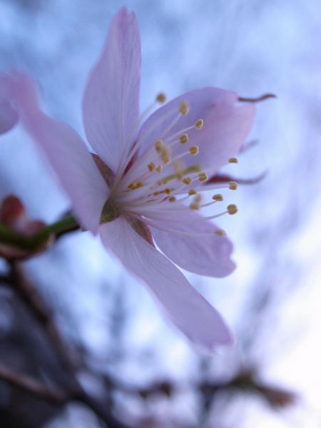 桜2010⑥