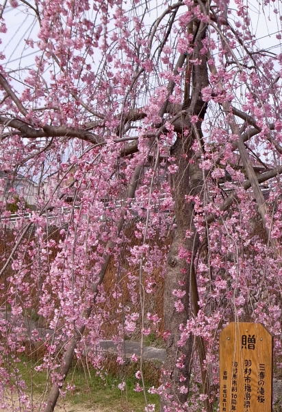 三春の滝桜