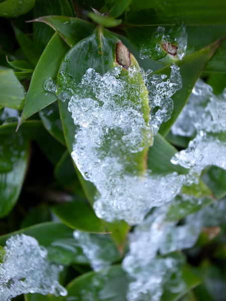 雪の朝10